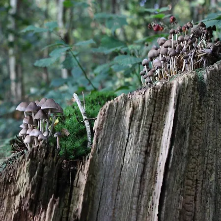 In Veluwe With Peaceful Surroundings, Cleaning Included Hébergement de vacances Voorthuizen